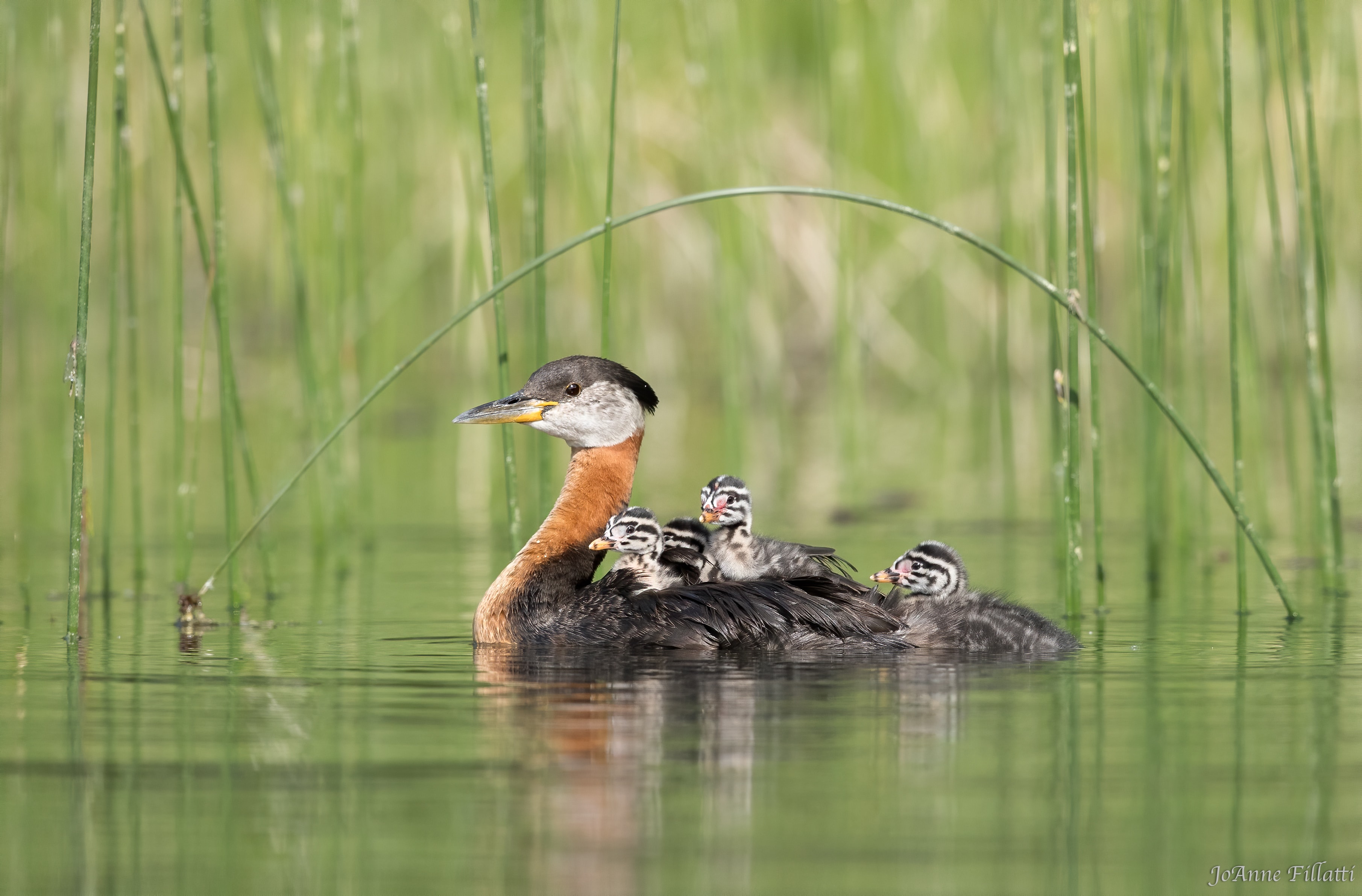 bird of british columbia image 16